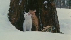 The Adventures of Chatran 